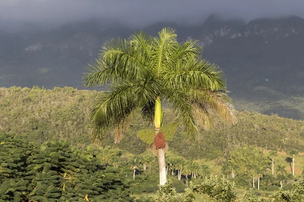 Cuba, Vinales, Palmeira — Fotografia de Stock