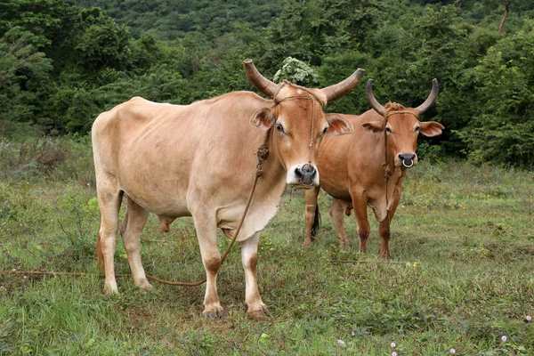 Cuba, vacas en Vinales — Foto de Stock