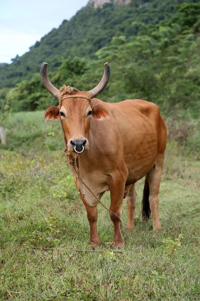 Cuba, vaca en Vinales — Foto de Stock