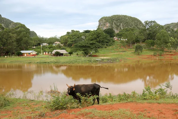 Cuba, Vinales, Lake with cow — Stock Photo, Image