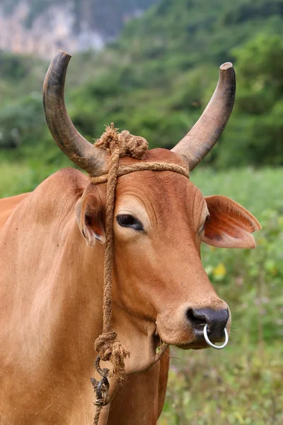 Cuba, vache en Vinales — Photo