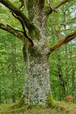Yeşil ormandaki ağaç 