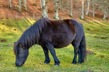 Siyah midilli çayırda duruyor. 