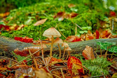 Yeşil yosunlu dört mantar          