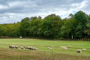 Ormanın yakınındaki koyun sürüsü                       