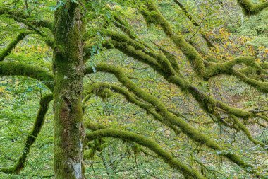 Yeşil yosunlarda ağaç dalları