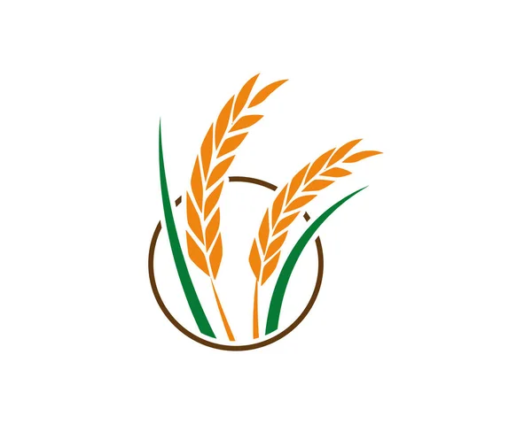 Pirinç Buğday Logosu Işletmeler Ürün Isimleri Için Uygun Bir Şablon — Stok Vektör