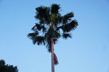 Palmiye yaprakları. Doğal tropikal orman, beyaz mavi gökyüzü ile yeşil desen