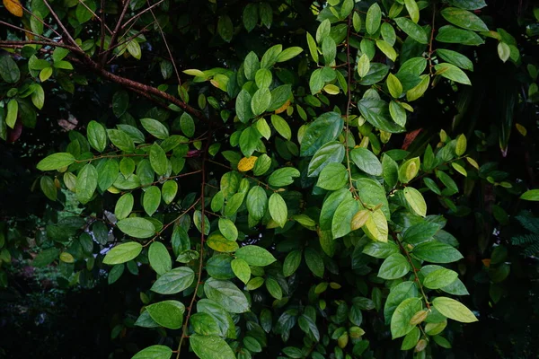 Folhas Tropicais Verdes Fundo Escuro Natural Close Foto — Fotografia de Stock