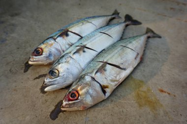 Gri arka planda taze uskumru balığı izole edilmiş.