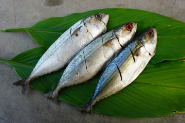 Taze uskumru balığı yaprak yeşili arka planda izole edilmiş.