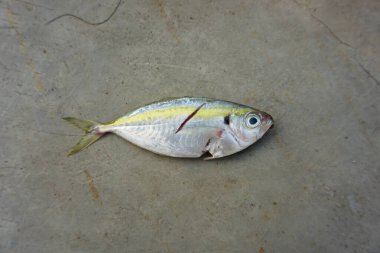 Taze sarı çizgili Scad balığı gri arka planda izole edilmiş - üst görünüm