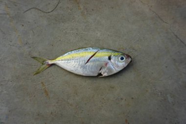 Taze sarı çizgili Scad balığı gri arka planda izole edilmiş - üst görünüm