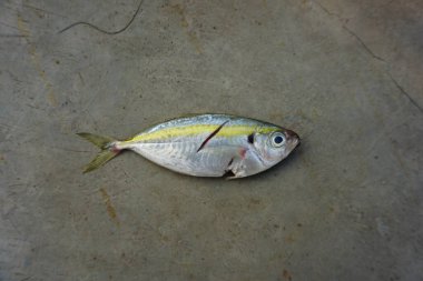 Taze sarı çizgili Scad balığı gri arka planda izole edilmiş - üst görünüm
