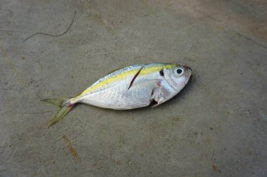 Taze sarı çizgili Scad balığı gri arka planda izole edilmiş - üst görünüm