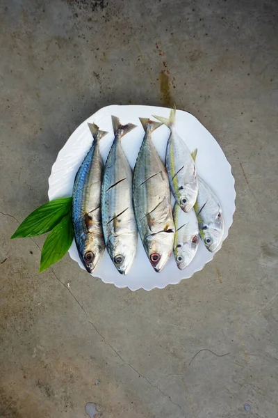 Ikan Mackerel Segar Dan Ikan Scad Kuning Diisolasi Pada Latar — Stok Foto