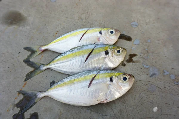 Ikan Scad Kuning Segar Diisolasi Pada Latar Belakang Abu Abu — Stok Foto