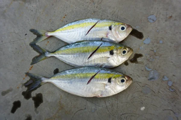 Ikan Scad Kuning Segar Diisolasi Pada Latar Belakang Abu Abu — Stok Foto