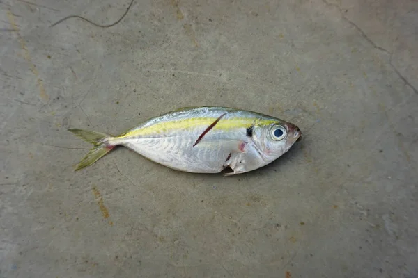 Taze Sarı Çizgili Scad Balığı Gri Arka Planda Izole Edilmiş — Stok fotoğraf