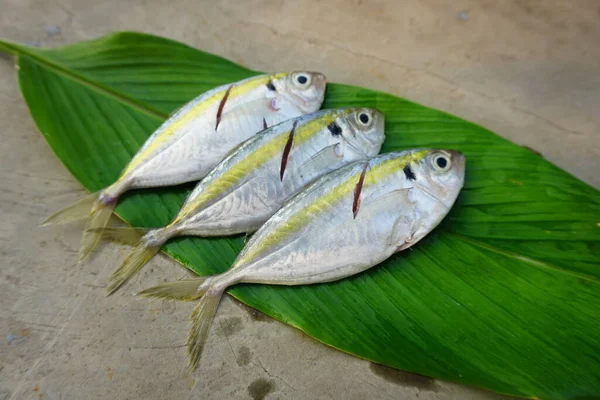 Świeże Żółte Paski Scad Ryby Izolowane Zielonym Tle Liści — Zdjęcie stockowe