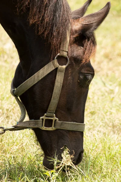 kahverengi at ve dizgin ot yiyor.