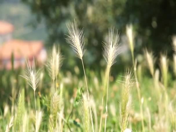 Bromegrass — Αρχείο Βίντεο