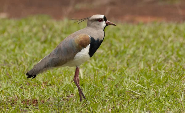 Pájaro Brasileño Want Want Nombre Científico Vanellus Chilensis — Foto de Stock