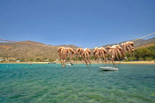 Висячий Осьминог Перед Знаменитым Пляжем Mylopotas Греции — стоковое фото