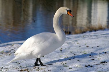 Graceful swan is walking in the snow