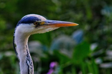 Gri balıkçıl başı. Yaklaş.