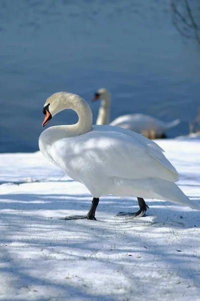 Beautiful Swan Walking Snow Lake — Photo