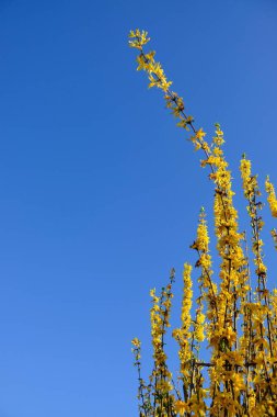 Baharda mavi gökyüzü arka planında sarı çiçek