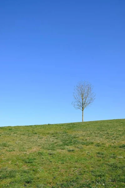 Bela Paisagem Com Uma Árvore Céu Azul — Fotografia de Stock