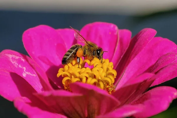 Крупный План Пчелы Розовом Цветке — стоковое фото