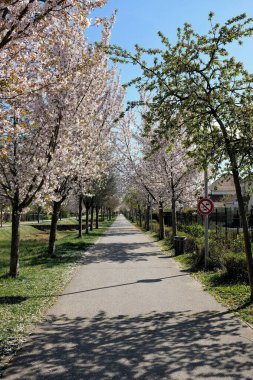 Bir bahar günü parkta kiraz çiçekleri açar.