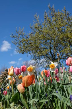 Fransa 'da mavi gökyüzüne karşı güzel pembe ve turuncu laleleri ve diğer renkli çiçekleri kapatın.