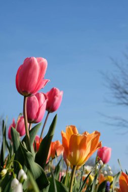 Güzel pembe ve turuncu laleleri ve Fransa 'da mavi gökyüzü olan diğer renkli çiçekleri kapatın.