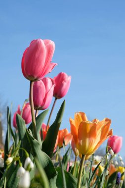 Güzel pembe ve turuncu laleleri ve Fransa 'da mavi gökyüzü olan diğer renkli çiçekleri kapatın.