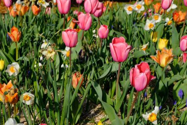 Güzel pembe ve turuncu laleleri ve Fransa 'da mavi gökyüzü olan diğer renkli çiçekleri kapatın.