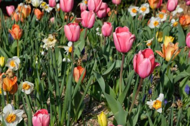 Güzel pembe laleleri ve diğer renkli çiçekleri kapat. 