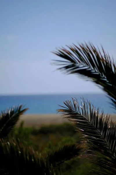 Vista Palmeras Frente Famosa Playa Mylopotas Ios Cyclades Grecia — Foto de Stock