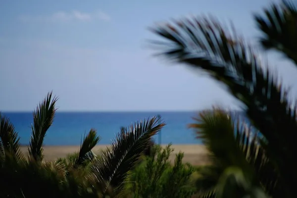 Vista Palmeras Frente Famosa Playa Mylopotas Ios Cyclades Grecia — Foto de Stock