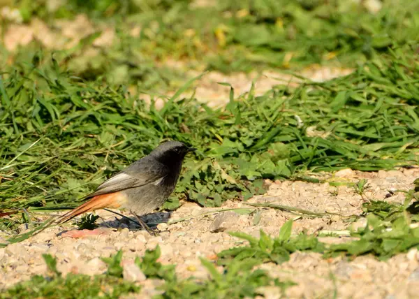 Oiseau à queue rouge — Photo