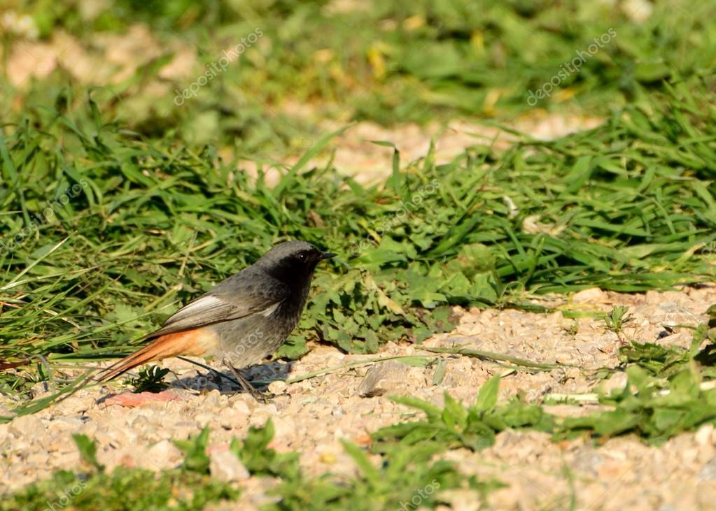 Oiseau Avec Queue Rouge Photographie Caev 73602277