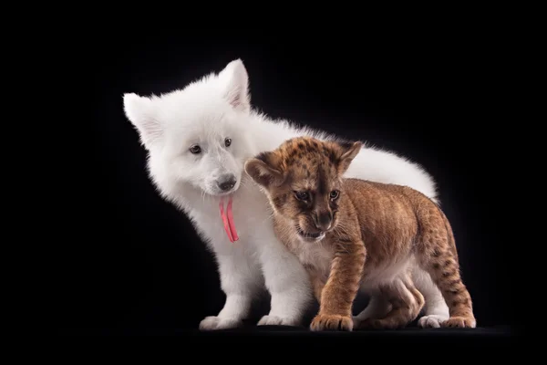 414 Petit Chien Lion Stock Photos Petit Chien Lion Images Depositphotos