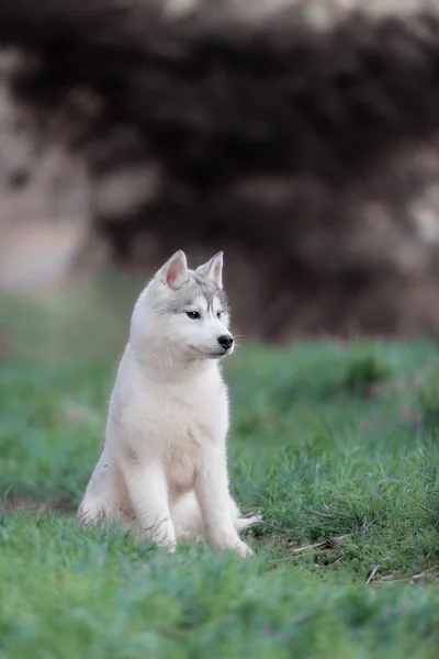 Puppy. Portrait on the tree in outdoor.