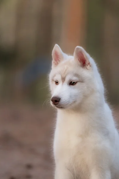 Puppy. Portrait on the tree in outdoor.