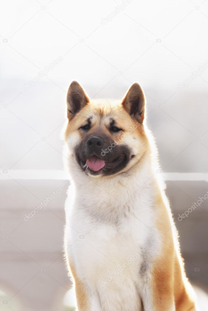 amerikaanse akita hond permanent buitenshuis — stockfoto