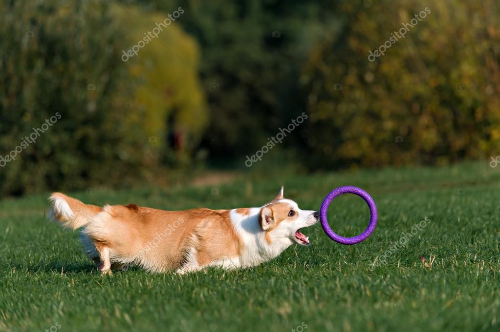 corgi frisbee