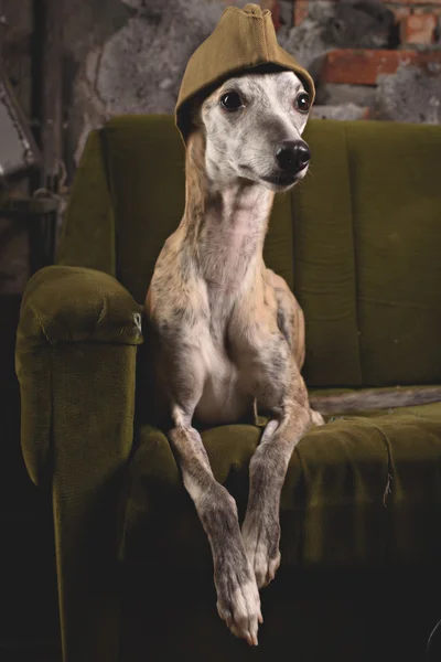 Dog breeds Whippet in the clothes of a soldier in the Studio